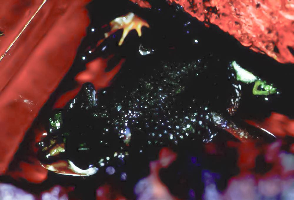 This is a female Nimba toad in a 'birthing posture' with legs forming a double W.